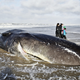 A beached whale in Denmark from 2014 (Image: AP)